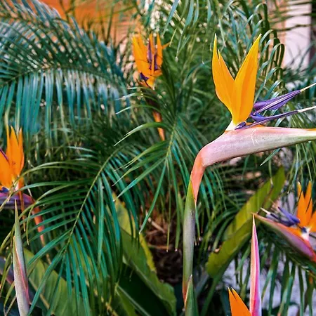 Estrela Da מלון דירות