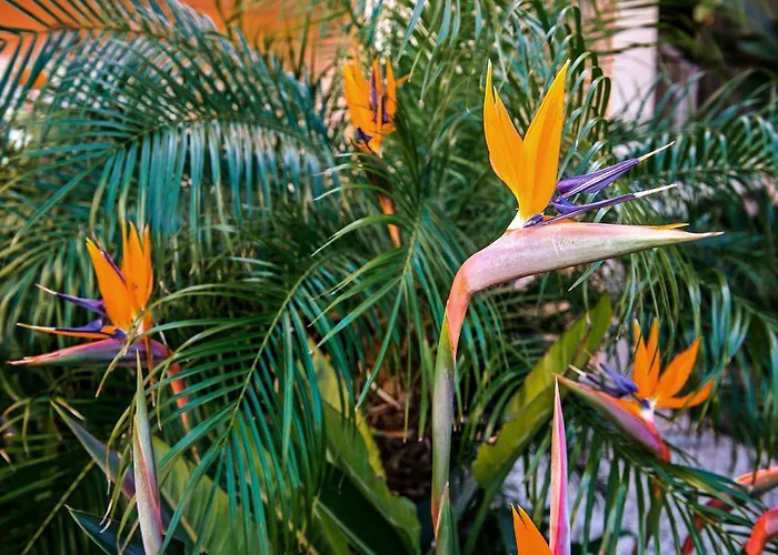 Estrela Da Aparthotel